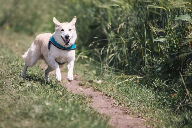 犬,夢,人間関係,サイン